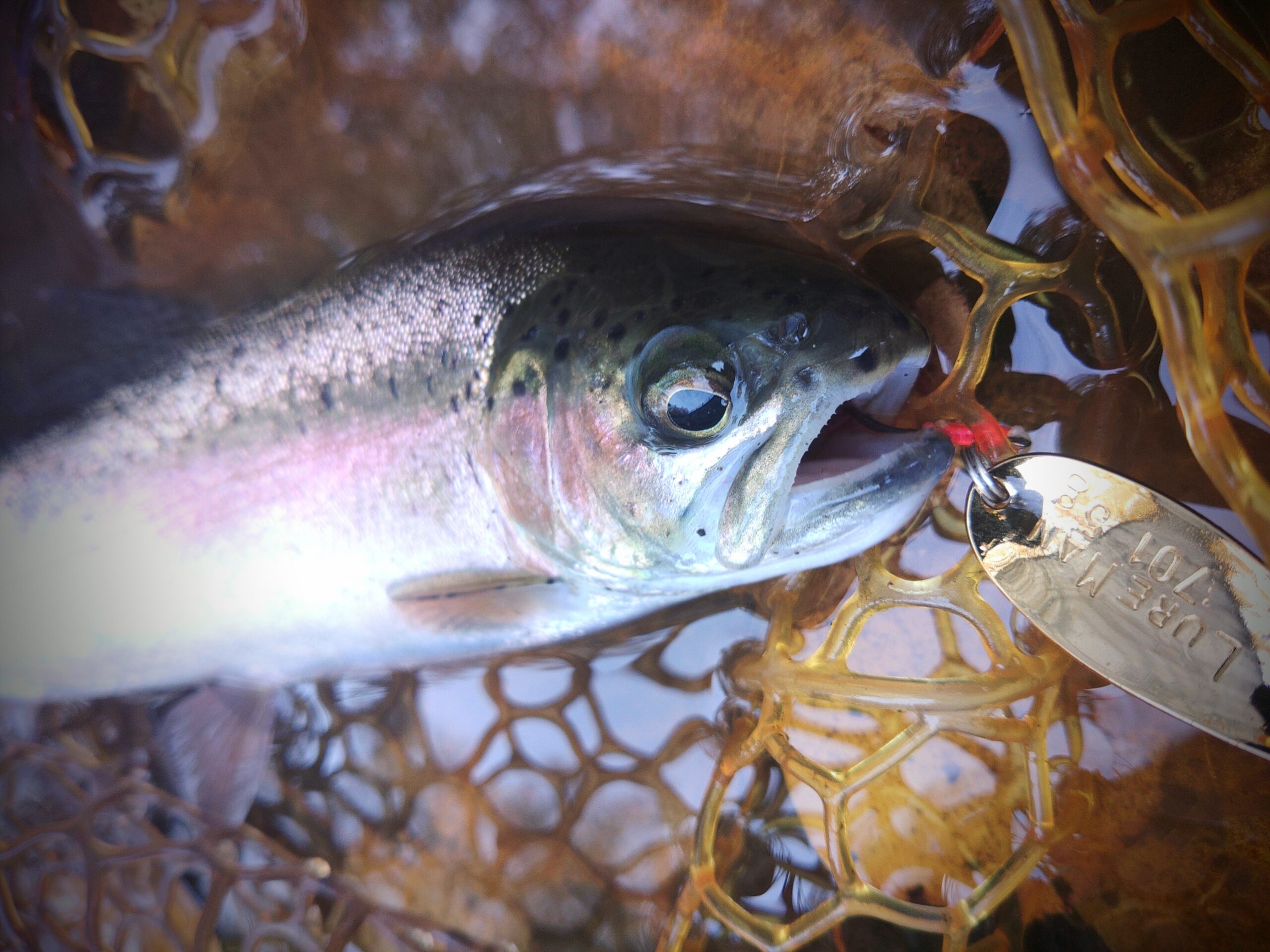 2025.10.26 旭川市近郊河川 shinさん レインボートラウト
